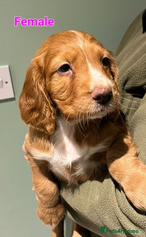 Cocker Spaniel dogs - Advert 1