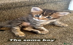 Maine Coon cats for sale: Mainecoon Kittens - Image 7
