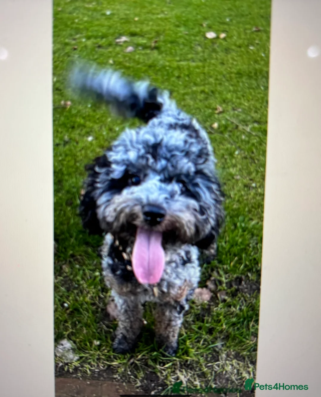 Cavapoo dogs for sale: Luna chocolate  - Advert 2