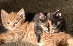 Mixed Breed cats for sale: 4 calico girls for sale  - Image 5