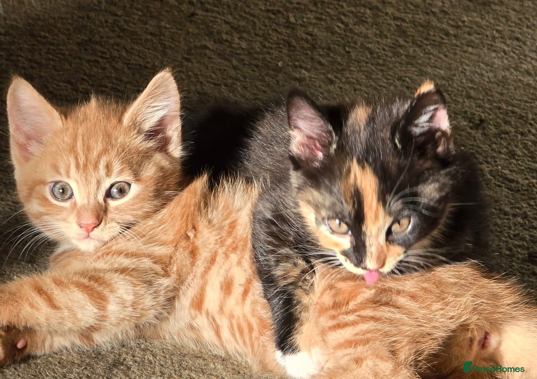 Mixed Breed cats for sale: 4 calico girls for sale  - Image 5