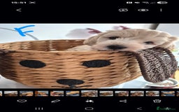 Mixed Breed dogs for sale: F1 Cockapoo and Maltipoo hybrid - Image 26