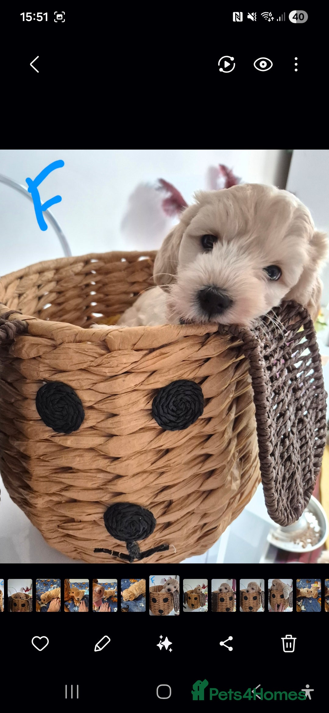 Mixed Breed dogs for sale: F1 Cockapoo and Maltipoo hybrid - Image 26