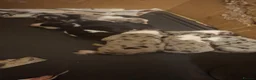 Border Collie dogs for sale: Beautiful border collie puppies - Advert 4
