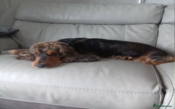 Cocker Spaniel dogs for sale: Rehoming 3 year old female cocker good hone - Image 2