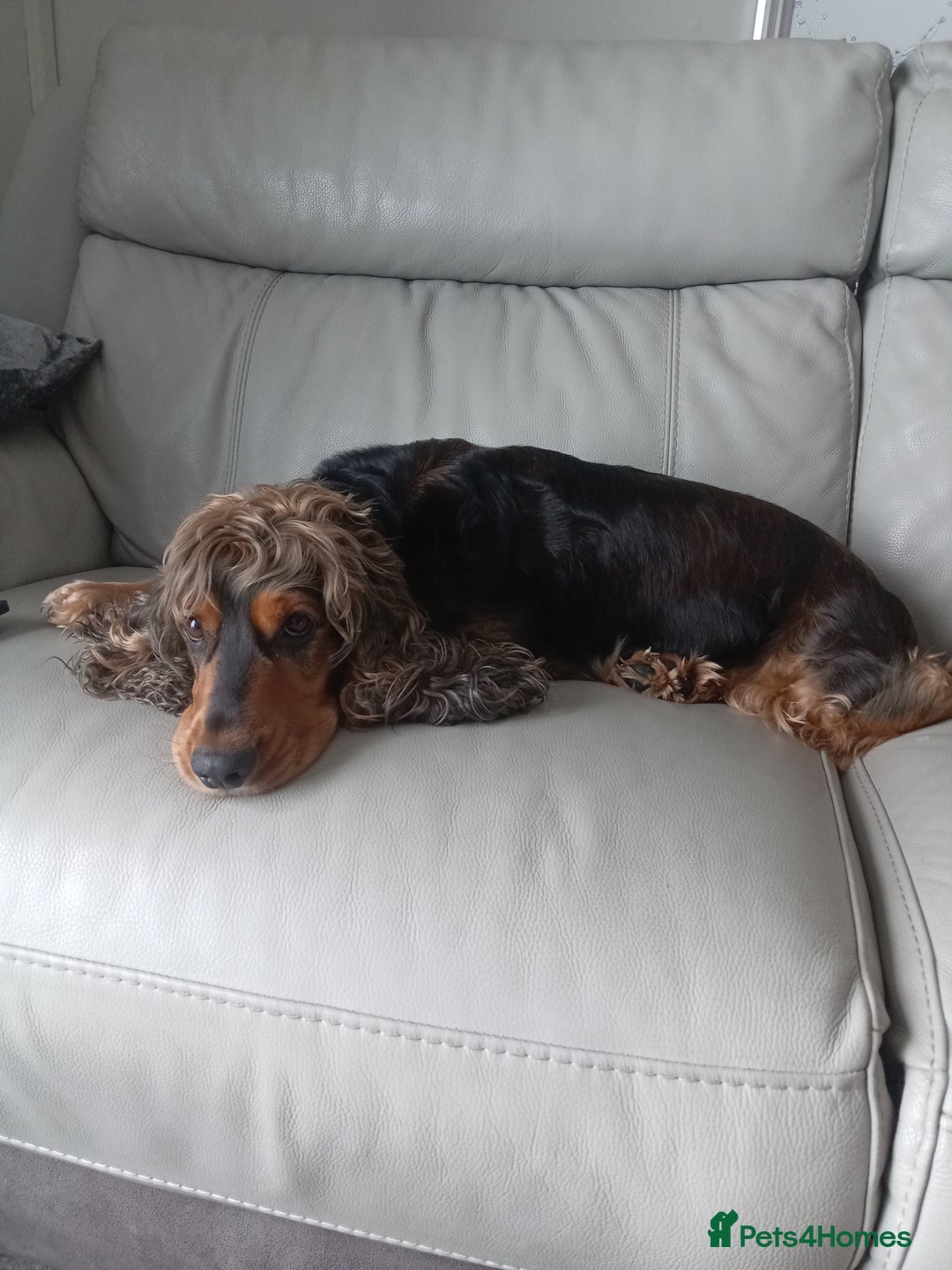 Cocker Spaniel dogs for sale: Rehoming 3 year old female cocker good hone - Image 2