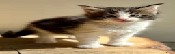 Maine Coon cats for sale: Beautiful Maine Coon kittens - Advert 15