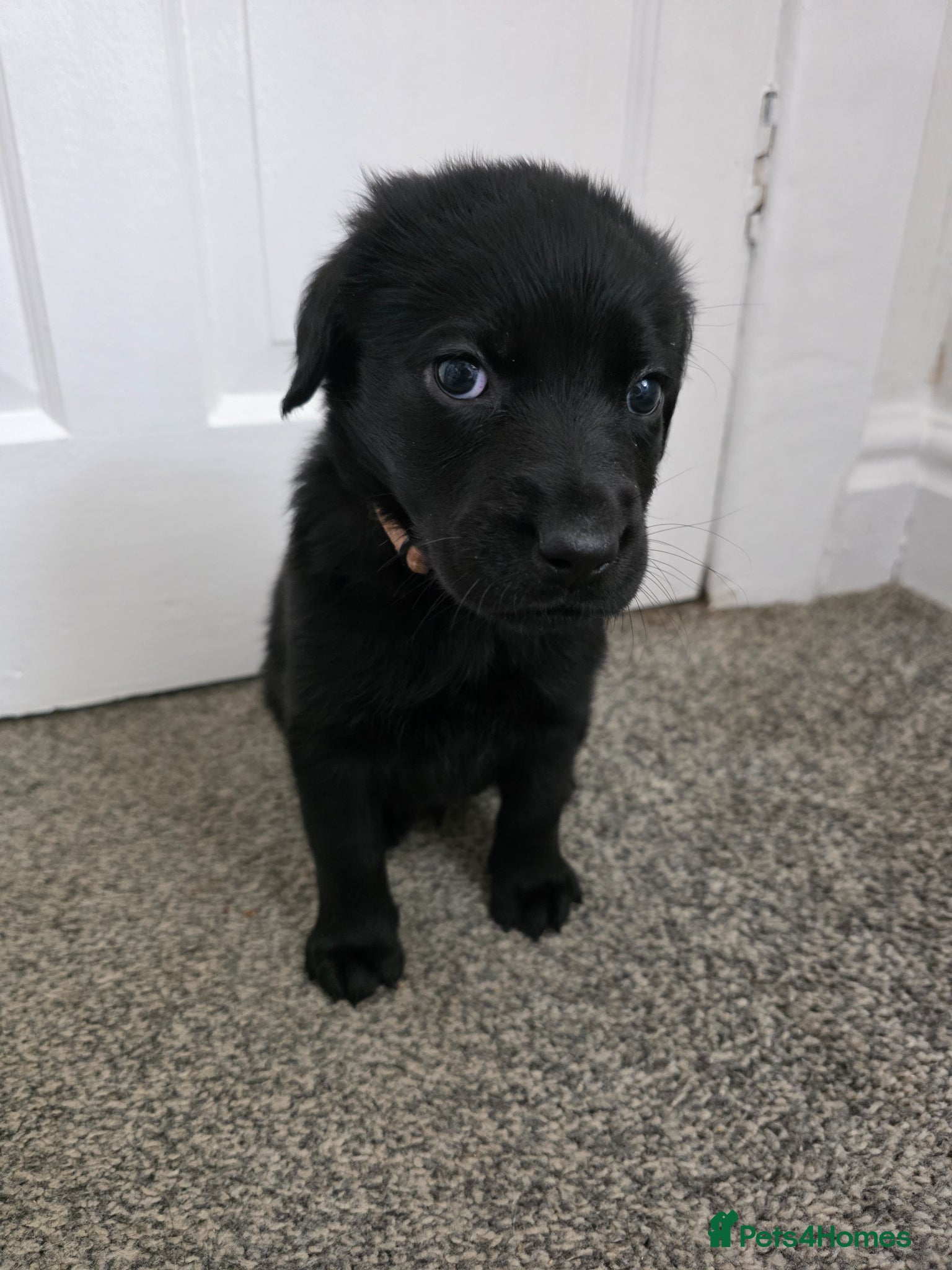 Mixed Breed dogs Multi-Generational Labradoodle Puppies - Advert 4