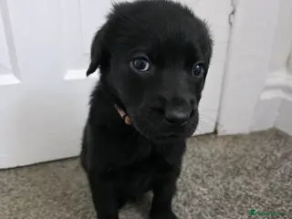 Mixed Breed dogs Multi-Generational Labradoodle Puppies - Advert 2