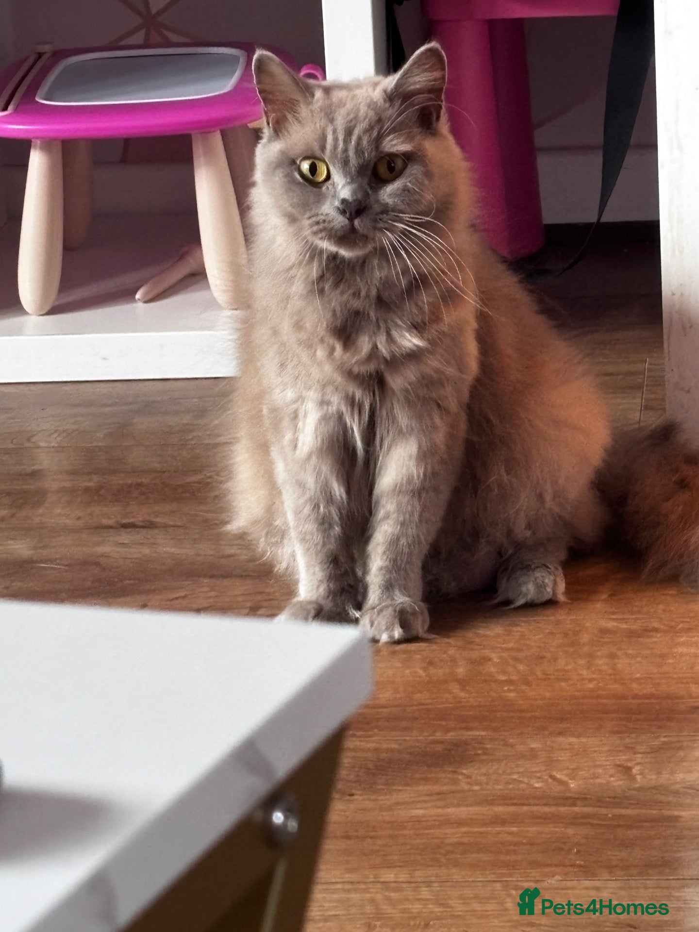 British Longhair cats Beautiful British Longhair Mix Kittens - Advert 2