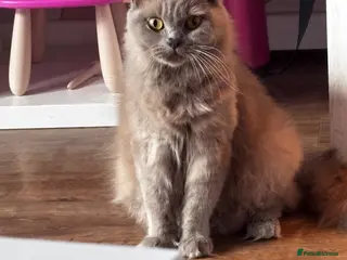 British Longhair cats Beautiful British Longhair Mix Kittens - Advert 1