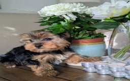 Yorkshire Terrier dogs for sale: 3 Male Yorkshire terriers left  - Image 28