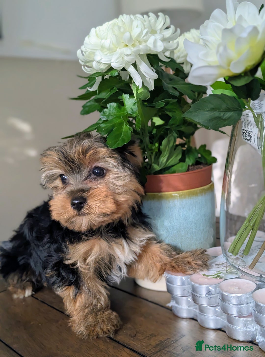Yorkshire Terrier dogs for sale: 3 Male Yorkshire terriers left  - Image 28