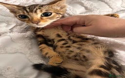 Bengal cats for sale: Bengal kittens ready now - Image 39