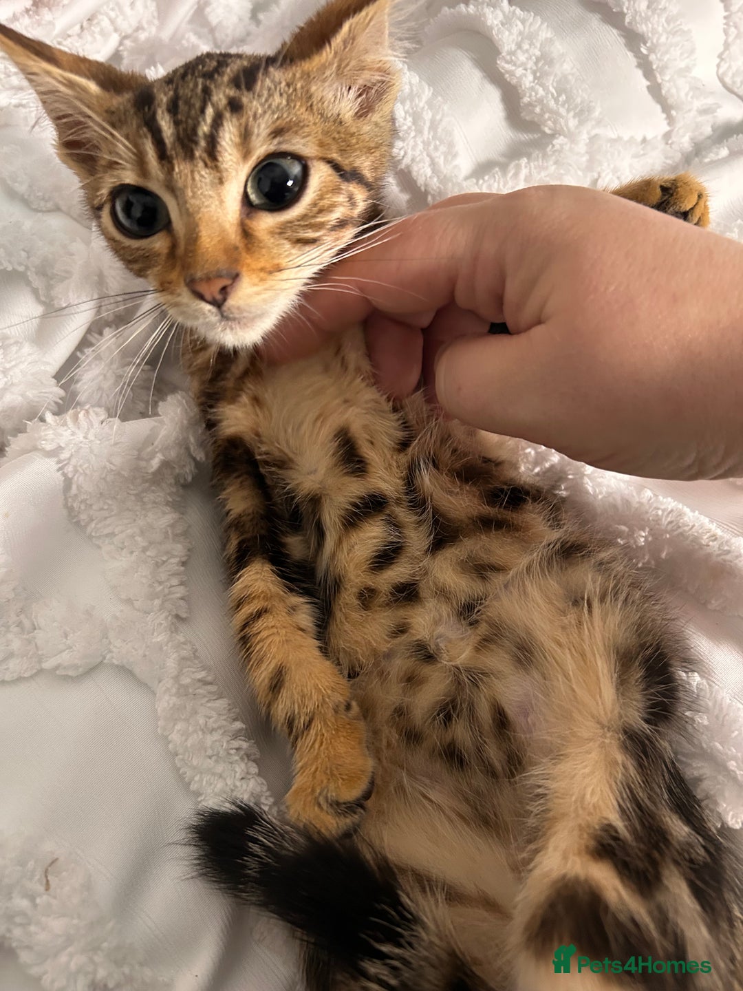 Bengal cats for sale: Bengal kittens ready now - Image 39