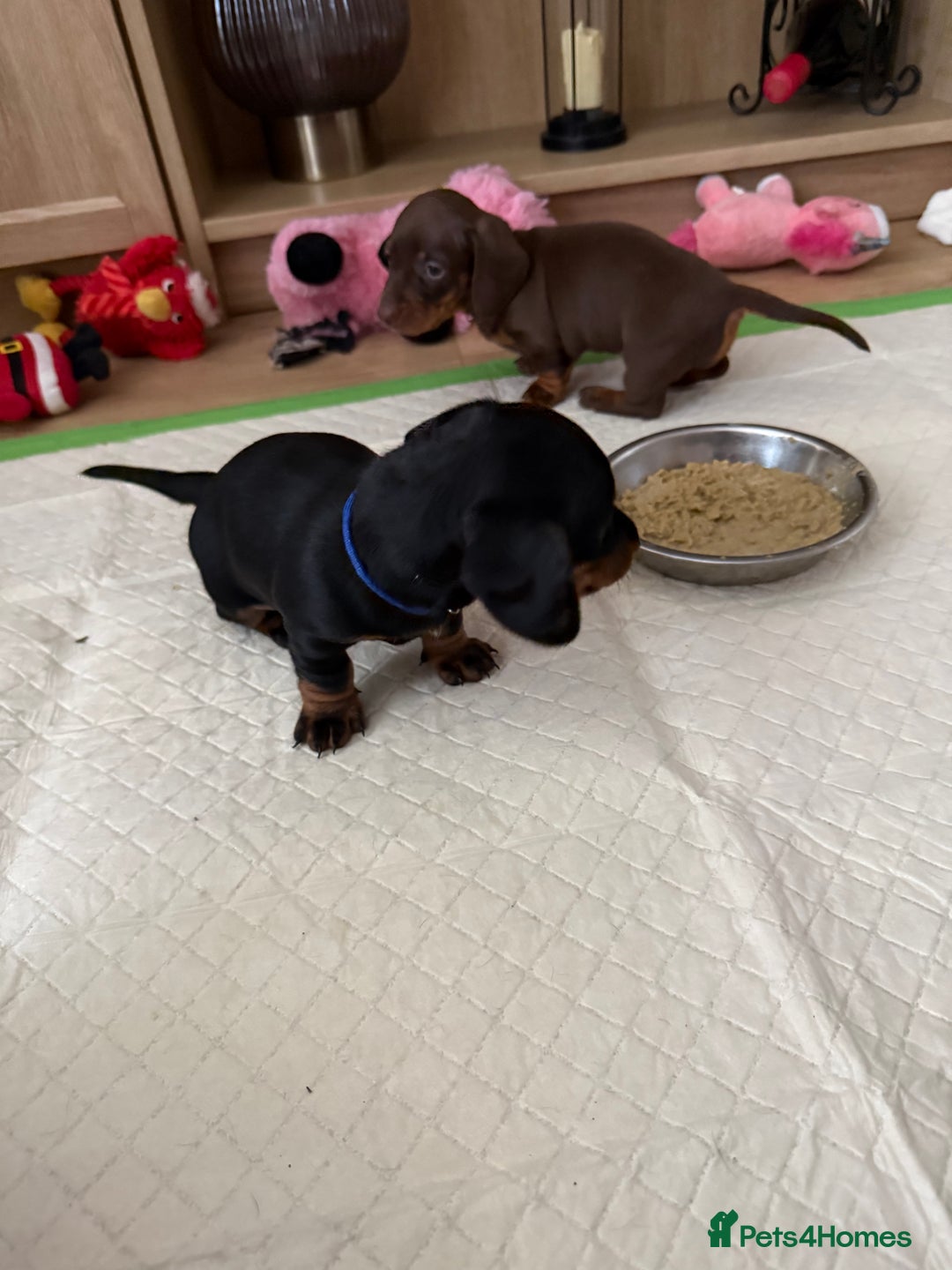 Dachshund dogs for sale: Beautiful Dachshund Puppies - Advert 5