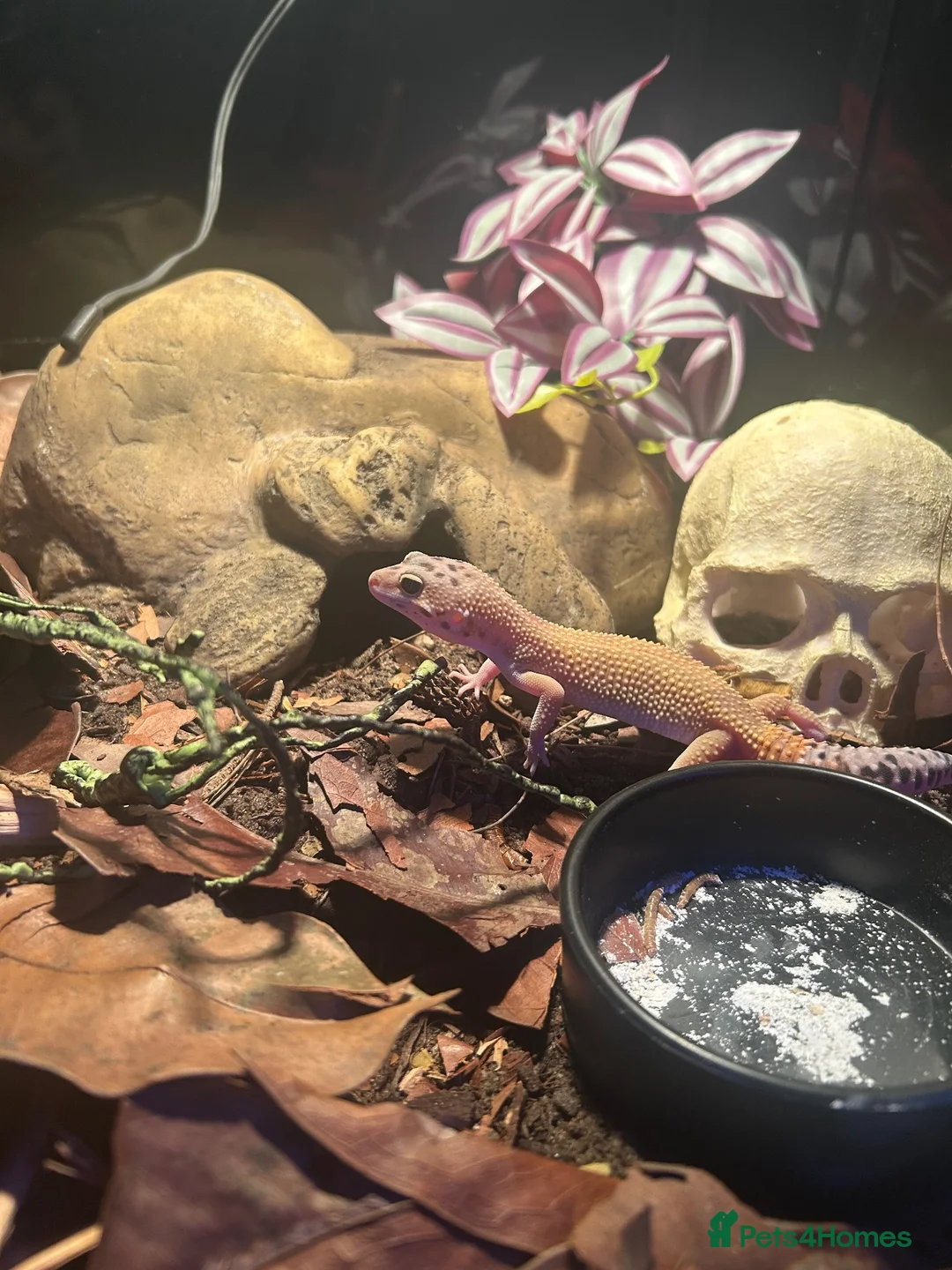 Leopard Gecko reptiles for sale: Leopard gecko and full set up - Advert 6