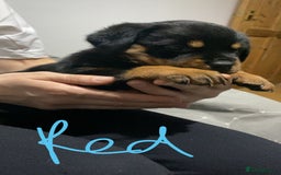 Rottweiler dogs for sale: Kc rottweiler puppies  - Image 4