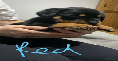 Rottweiler dogs - Advert 12