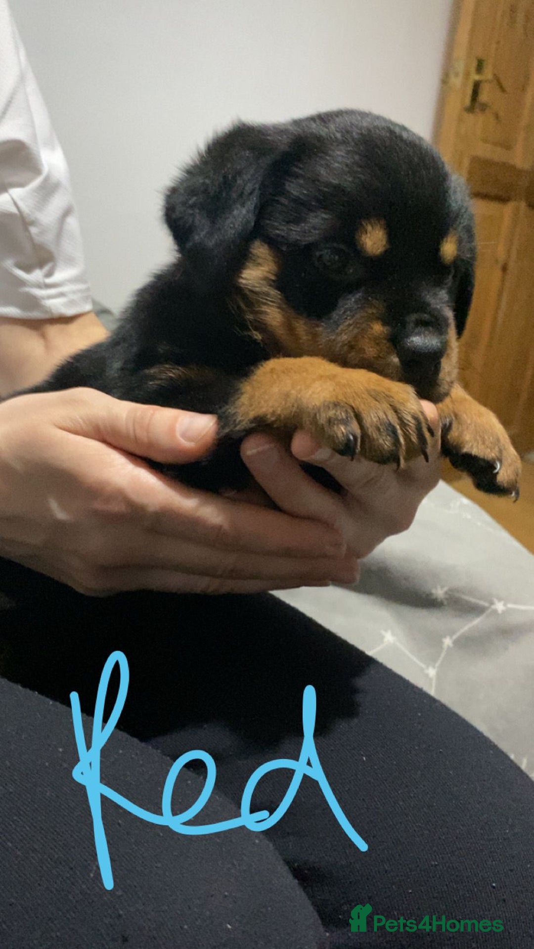 Rottweiler dogs for sale: Kc rottweiler puppies  - Image 4