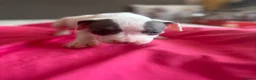American Bully dogs for sale: Stunning American bully puppies for sale  - Advert 28