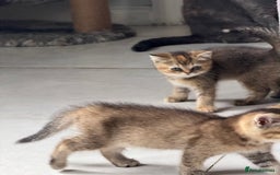 British Shorthair cats for sale: Beautiful GCCF kittens from champion lines  - Image 11