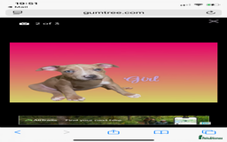 Mixed Breed dogs for sale: Ready to leave Staff x bulldog puppies  - Image 30
