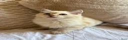 Ragdoll cats for sale: Ragdolls Mink Sepia TICA Cherubims Quality  - Advert 16