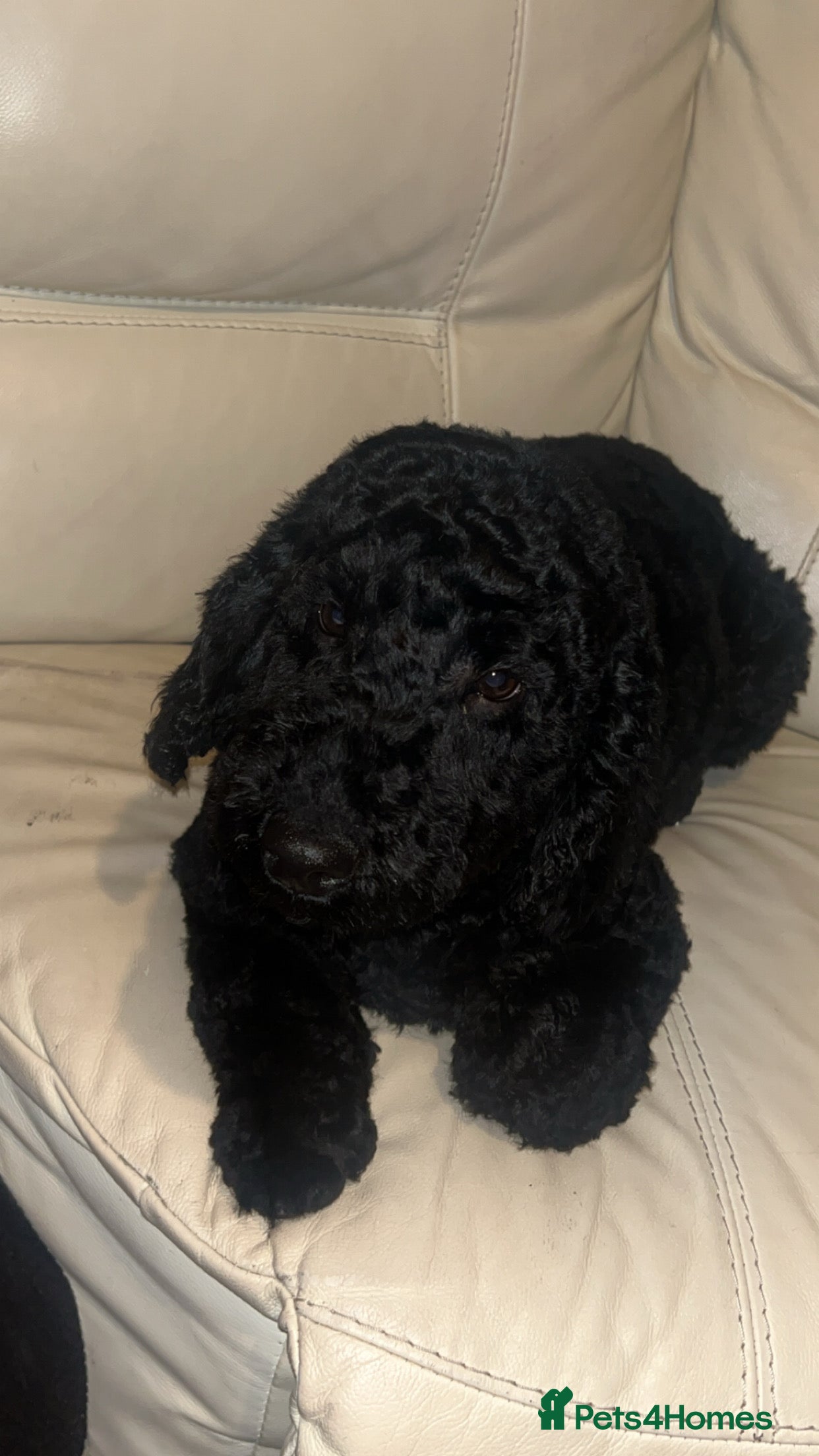 Poodle dogs 1 full breed boy poodle  - Advert 9