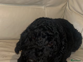 Poodle dogs 1 full breed boy poodle - Advert 4