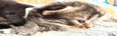 Mixed Breed 1