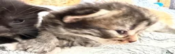 Mixed Breed cats for sale: Beautiful kittens looking for loving homes  - Advert 8