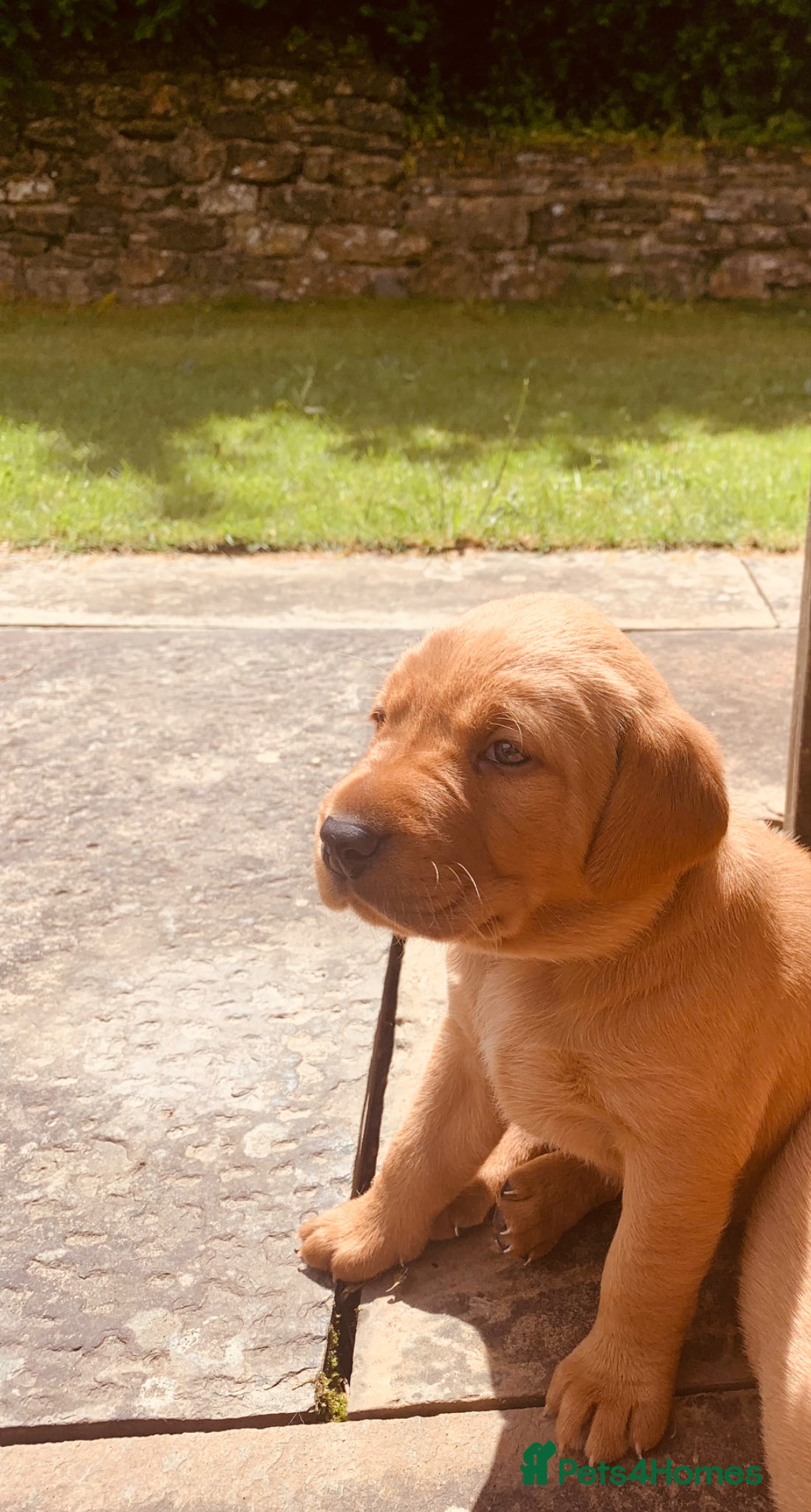 Labrador Retriever dogs for sale: KC reg health-tested Fox Red lab pups home raised - Advert 10