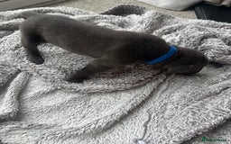 Cane Corso dogs for sale: Cane corsos puppies  - Advert 32