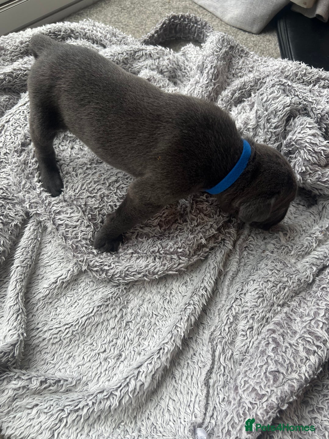 Cane Corso dogs for sale: Cane corsos puppies  - Advert 32