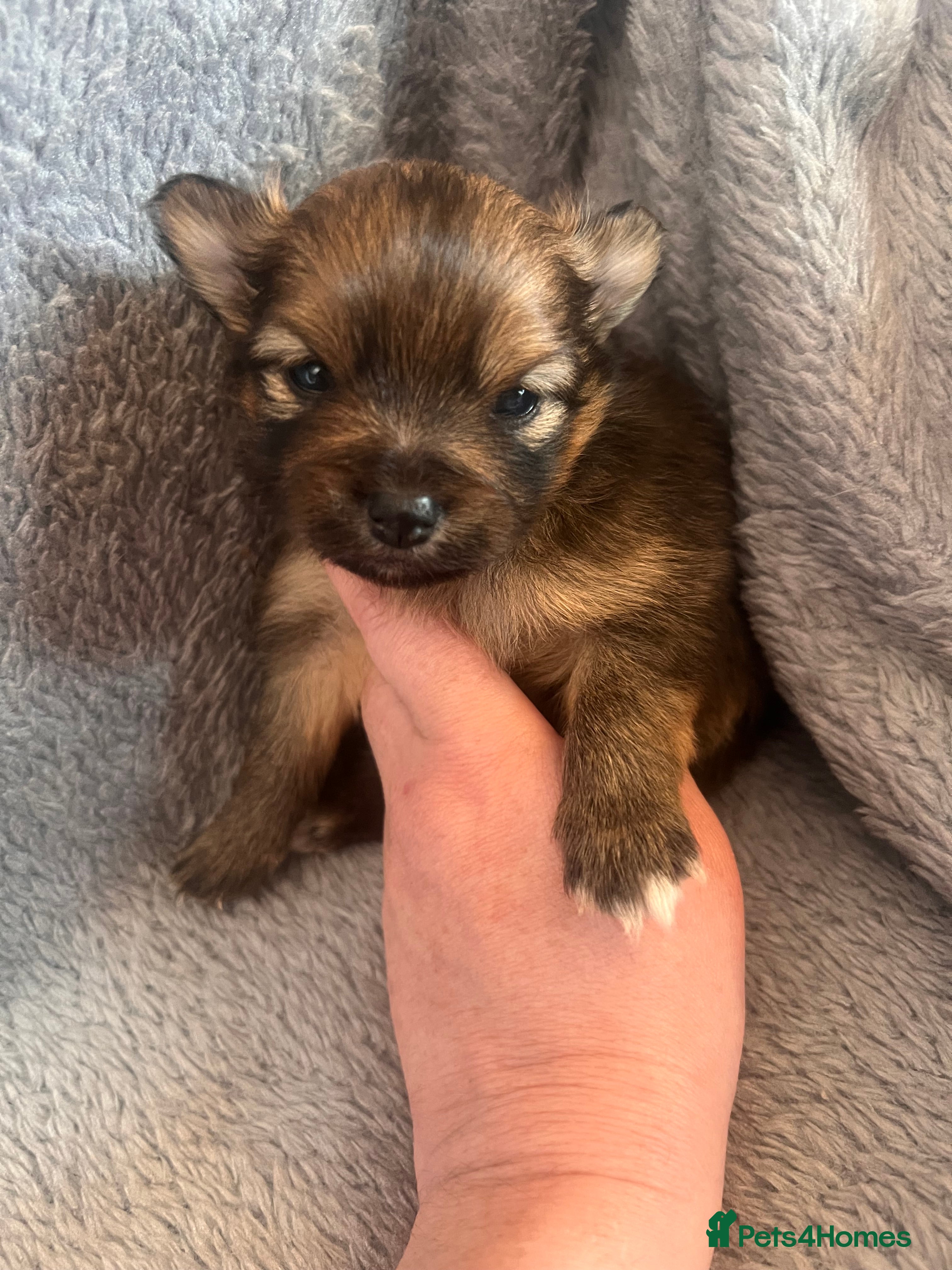 Pomeranian dogs for sale: Pomeranian Puppies  - Advert 3