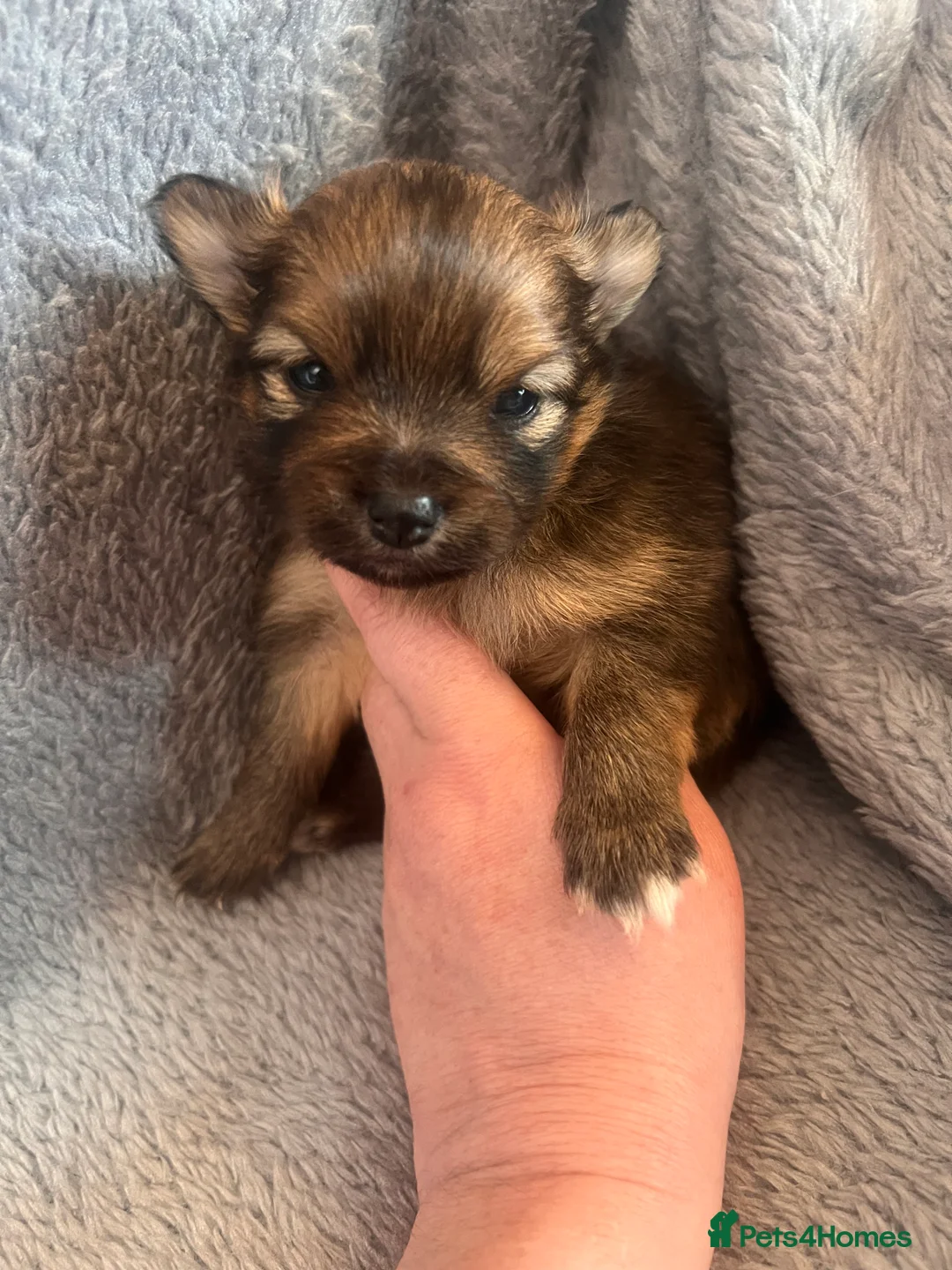 Pomeranian dogs for sale: Pomeranian Puppies - Advert 35