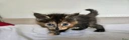 Mixed Breed cats for sale: Affectionate kittens - Advert 9