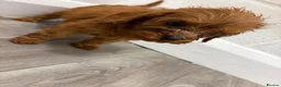 Cavapoo dogs for sale: Cava poo - Advert 7