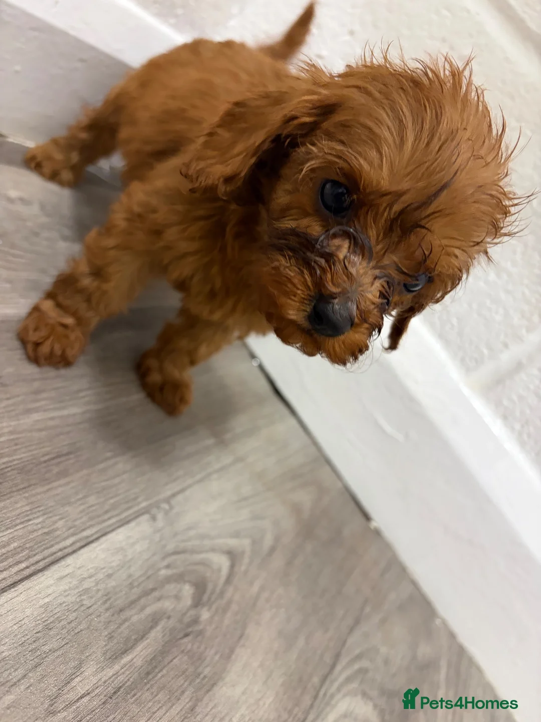 Cavapoo dogs for sale: Cava poo - Advert 7