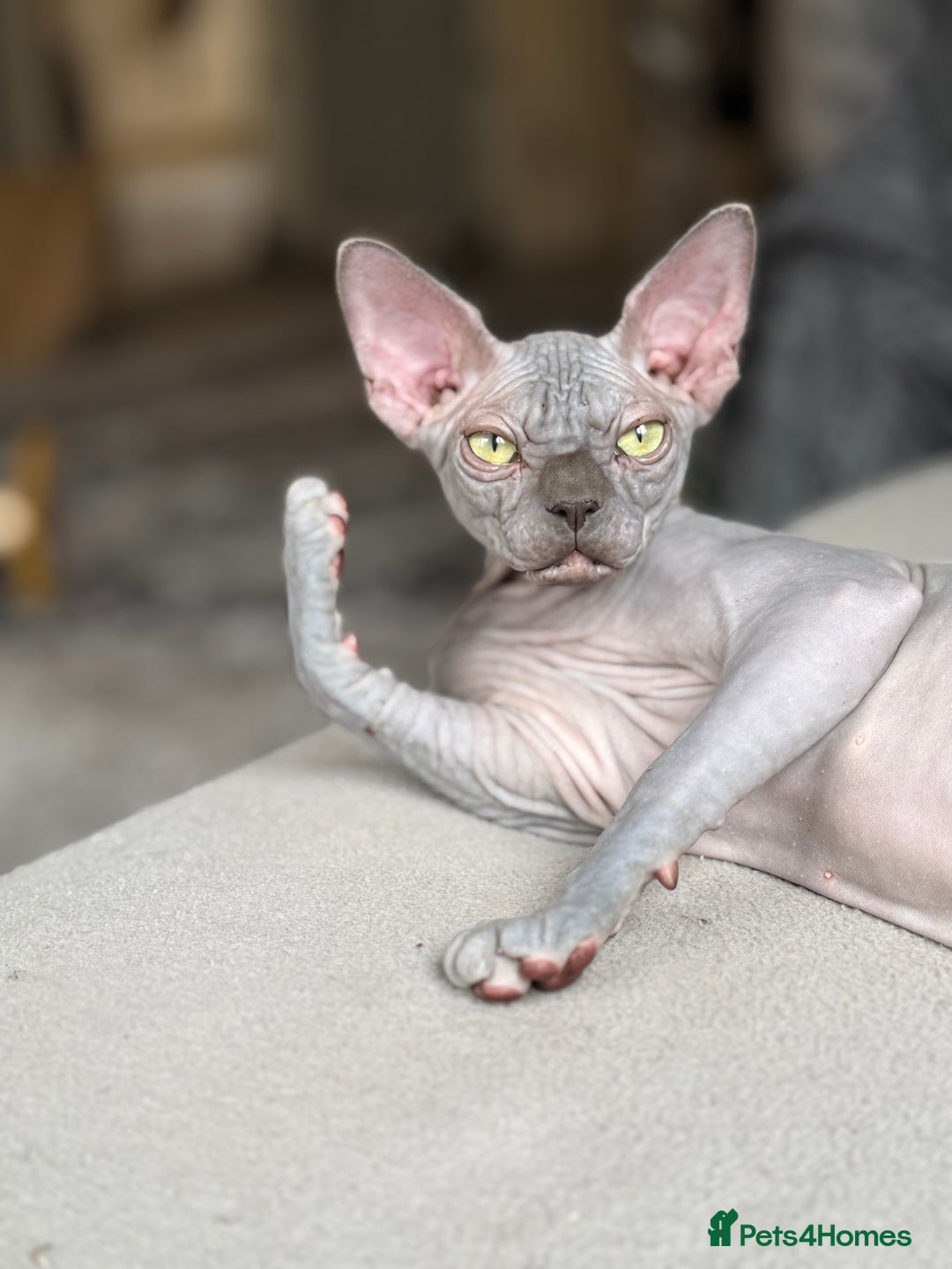 Sphynx cats for sale: Blue Sphynx Active Breeding Potential HCM Clear - Advert 5