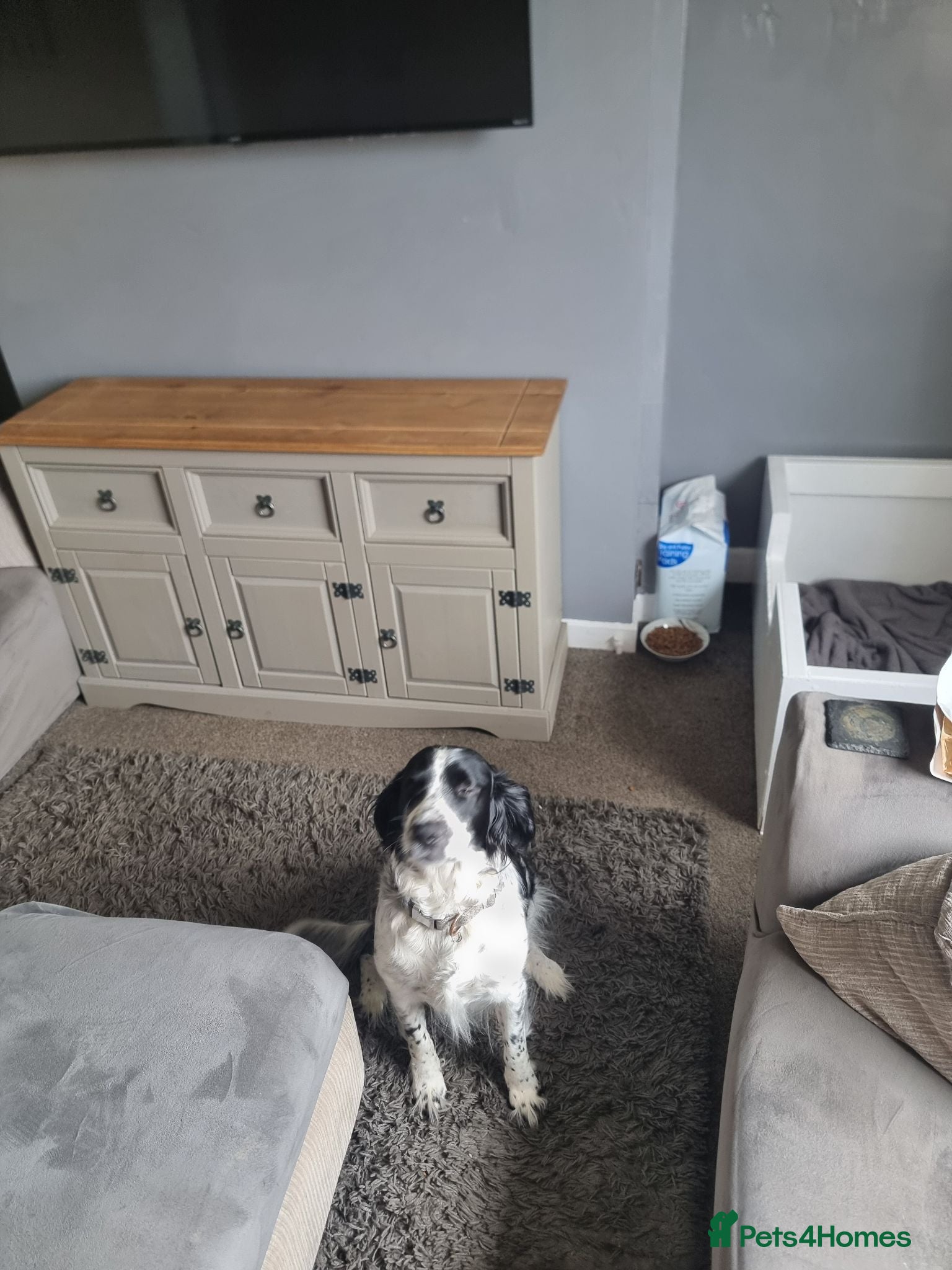 Sprocker dogs procker spaniel pups - Advert 1
