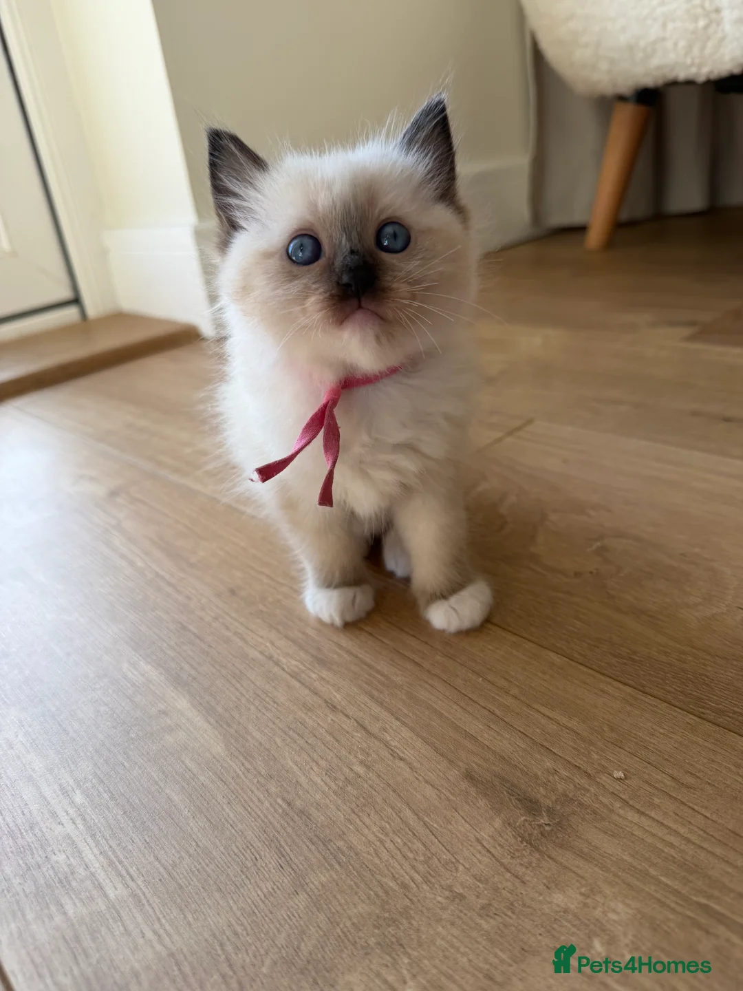 Ragdoll cats for sale: Mitten seal point GIRL  - Advert 2