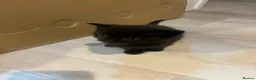 Mixed Breed cats for sale: Tabby and black kittens - Advert 13