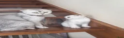 British Shorthair cats for sale: ADORABLE KITTENS  - Advert 8