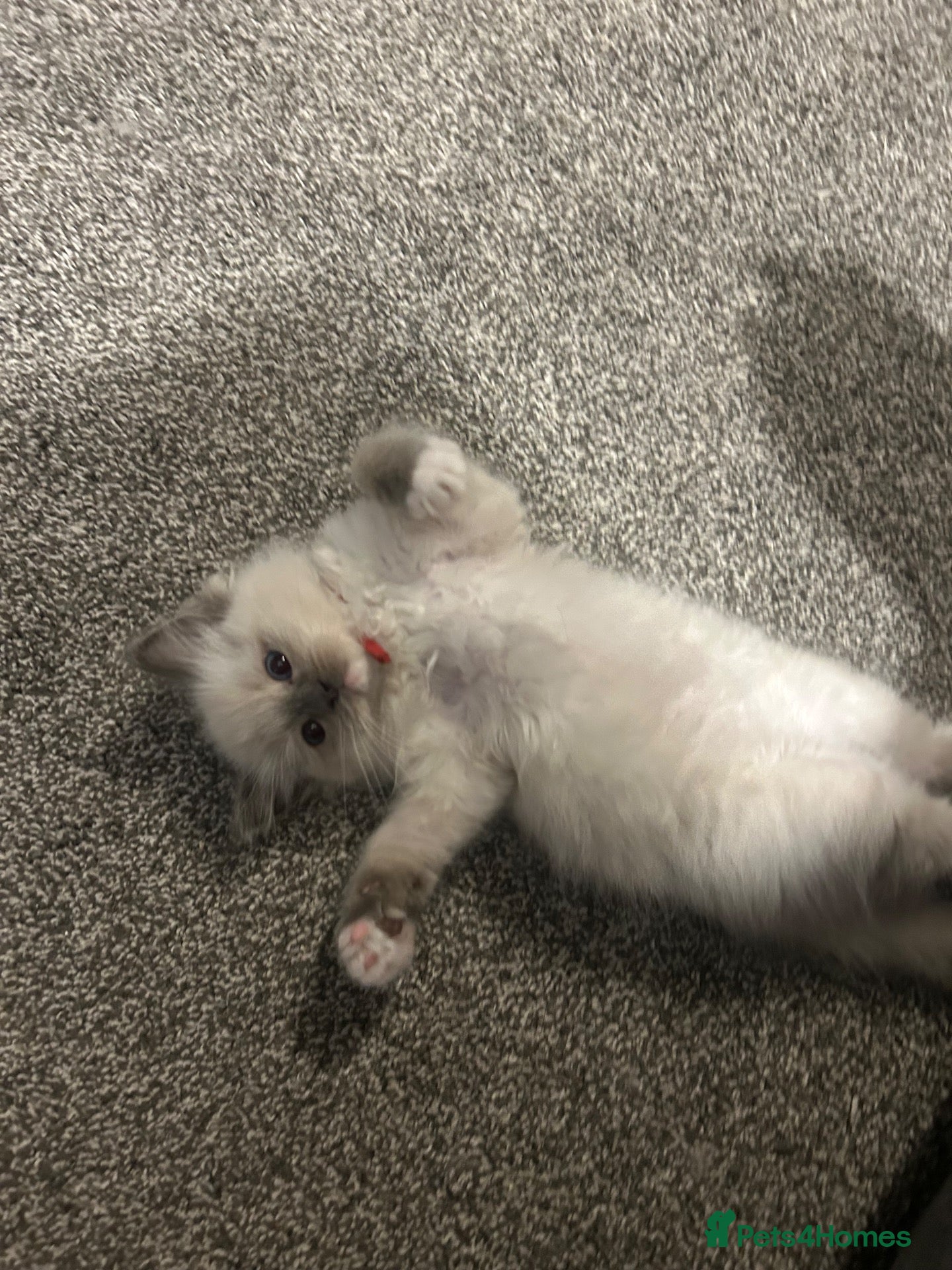 Ragdoll cats Rag doll boys fully health tested Gccf registered  - Advert 1