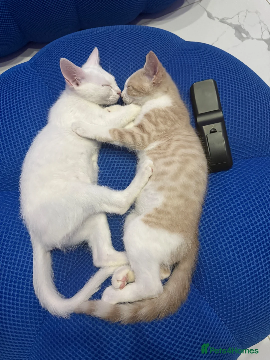 Mixed Breed cats for sale: Cats for sale  in Birmingham - Advert 4