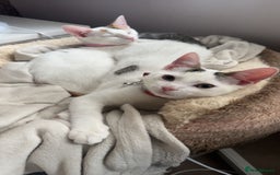 Domestic Shorthair cats for sale: Beautiful kittens ready to go - Image 3