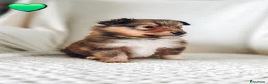 Shetland Sheepdog Puppy 2