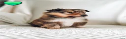 Shetland Sheepdog dogs for sale: STUNNING SHELTIE PUPPIES **KC REG** - Advert 15